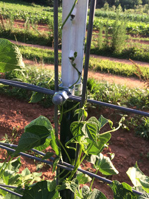 One Man Fencing Livestock Panel T-Post Connector 100 Pack Zinc-plated Steel